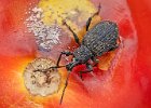 John Scholey_Vine Beetle on Tomato.jpg